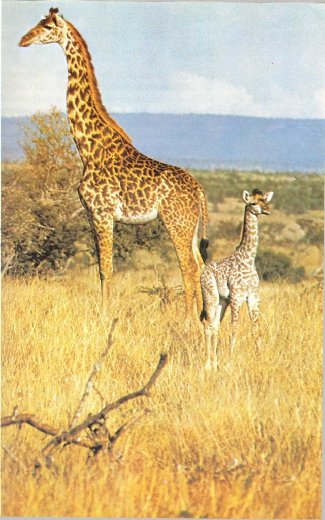 jiraffe